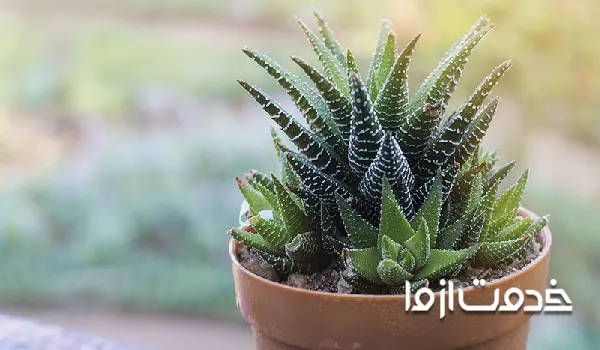 هاورتیا گورخری یا هاورتیا فاسکیاتا